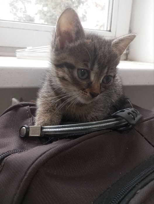 Віддам в добрі руки 3 кошенята