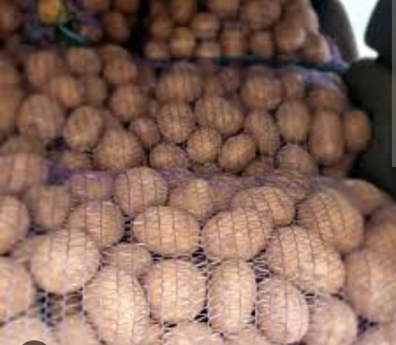 Картопля домашня
