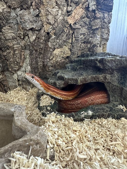 Wąż zbożowy + terrarium