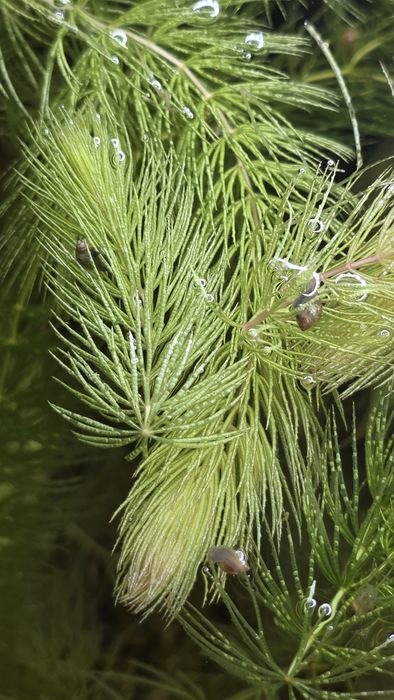 Rozdętka zaostrzona