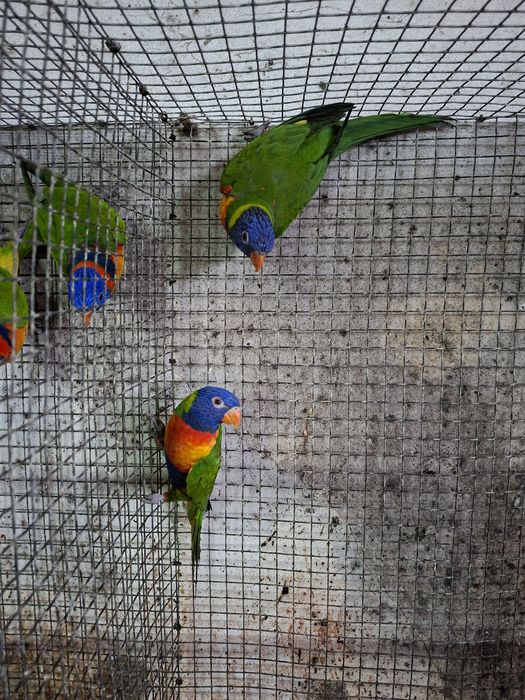 Casal de loris mulcanos para cedência