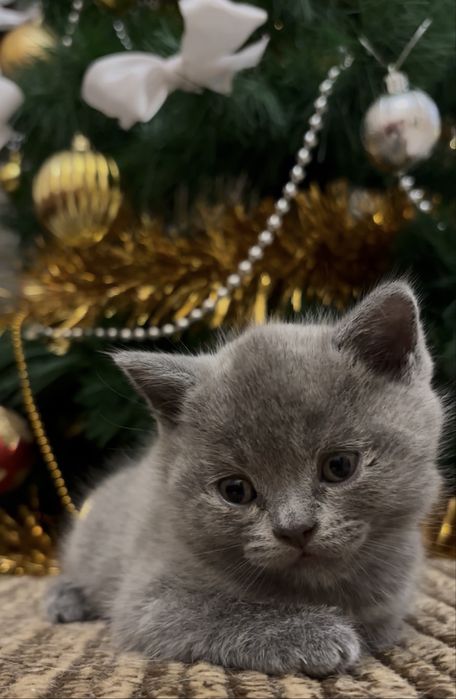 Котенята Британці