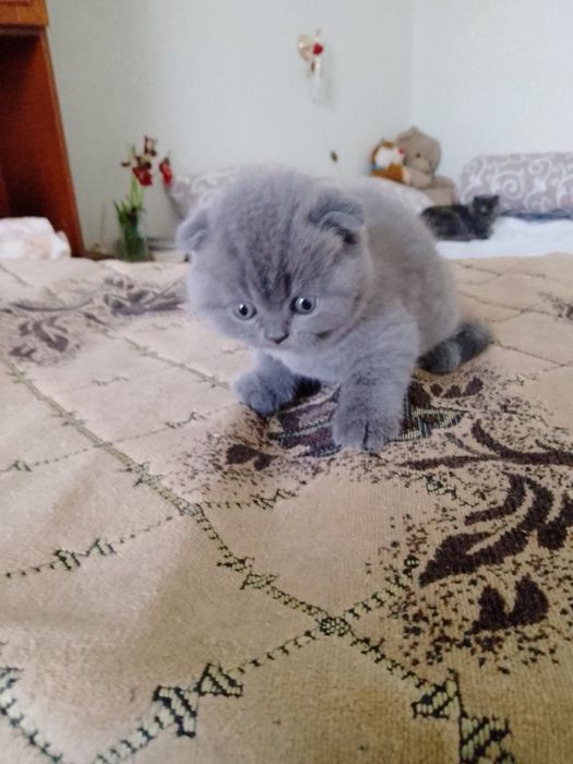 Котята британские вислоухие