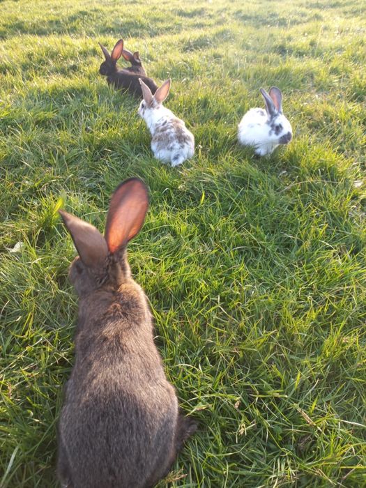 Sprzedam króliczki.