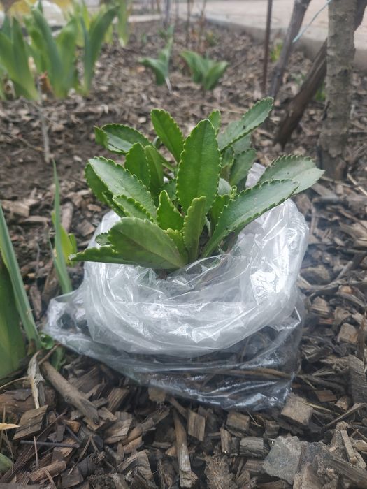 Ромашка великоквіткова, на зріз