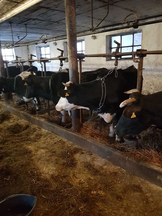 Krowy mleczne likwidacja