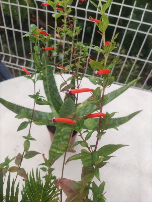 Cacto e sica pequena