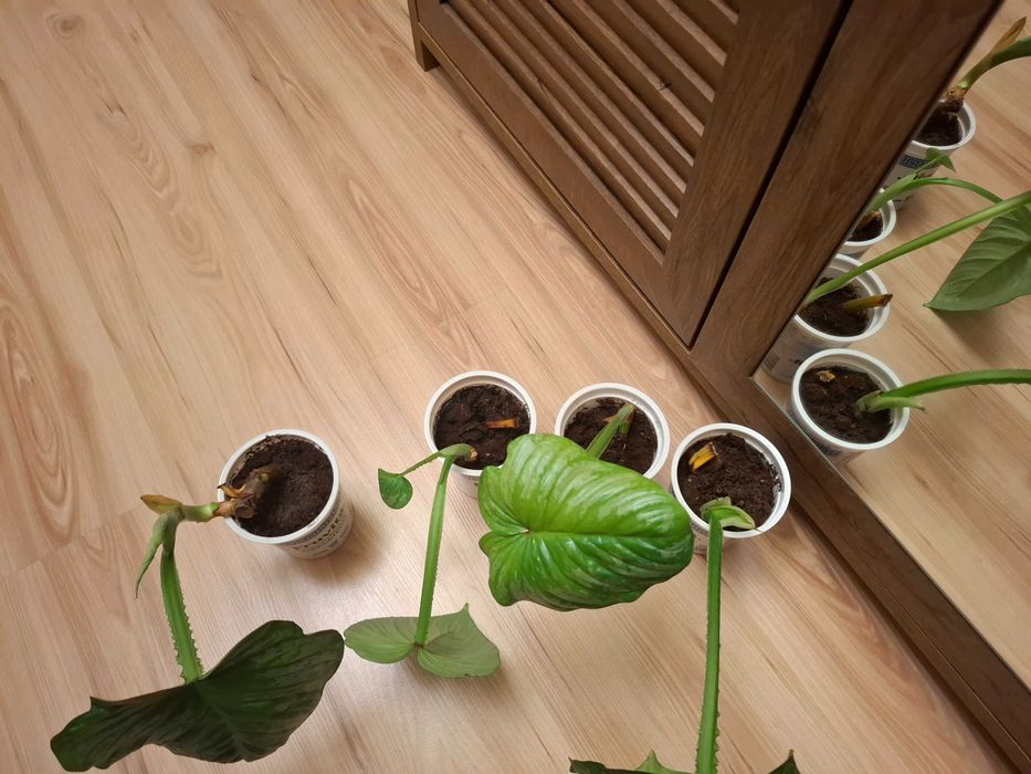Philodendron Mamei