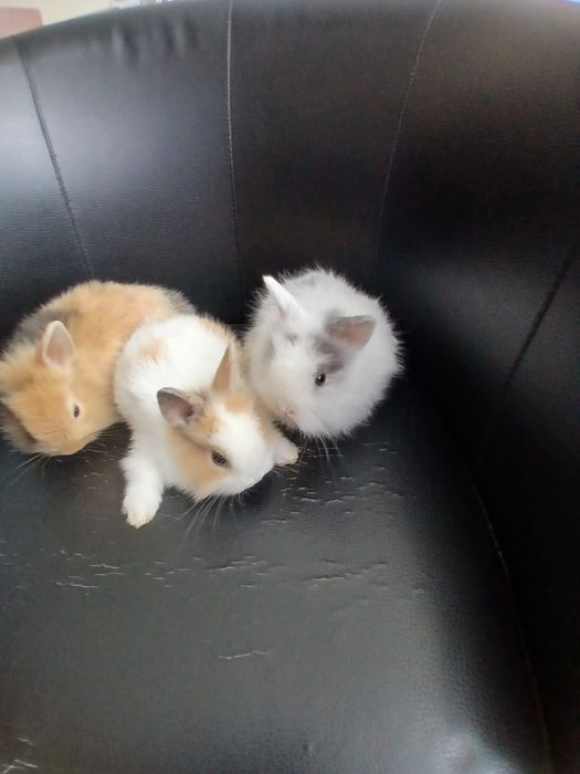 Karzełki miniaturki