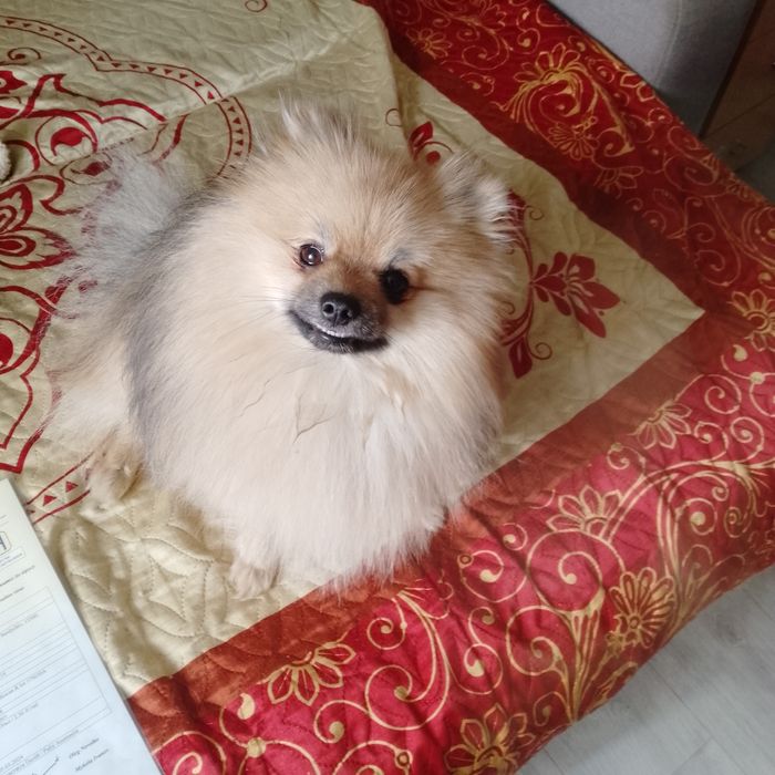 (Помераньський шпіц) Хлопчик шукає дівчинку