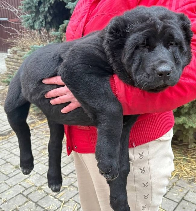 Щенки среднеазиатской овчарки