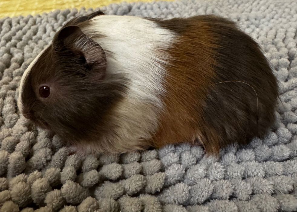 Морська свинка , трьох колірна гладкошерстка