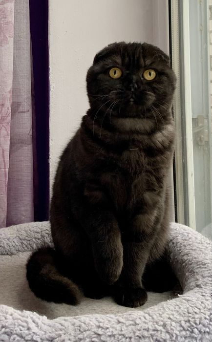 Шикарный Фолд котик