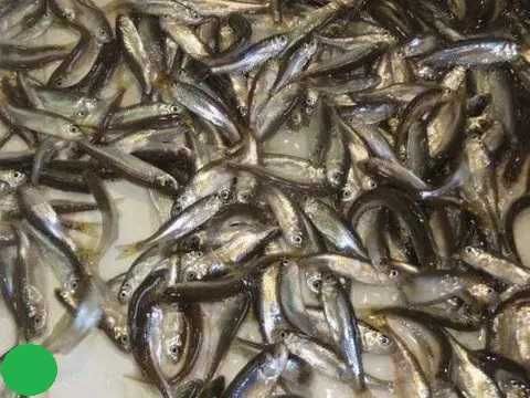 Karp Koj Koi narybek