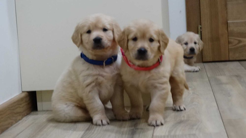 Golden retriever piękny piesek