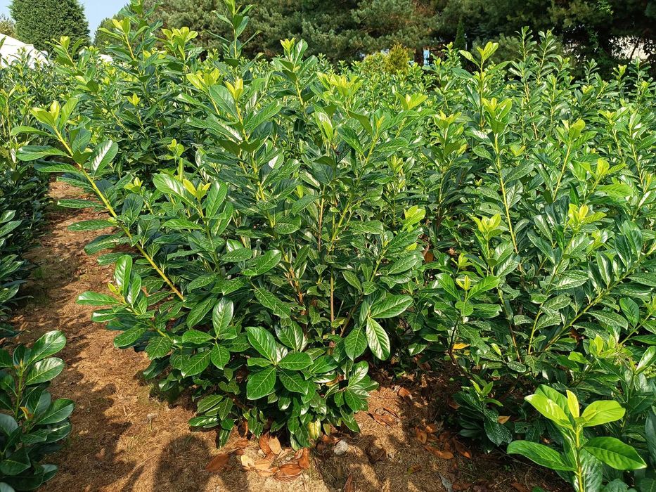 Dostawa PL! Laurowiśnia wschodnia! Novita, Rotundifolia! Do 200 cm!
