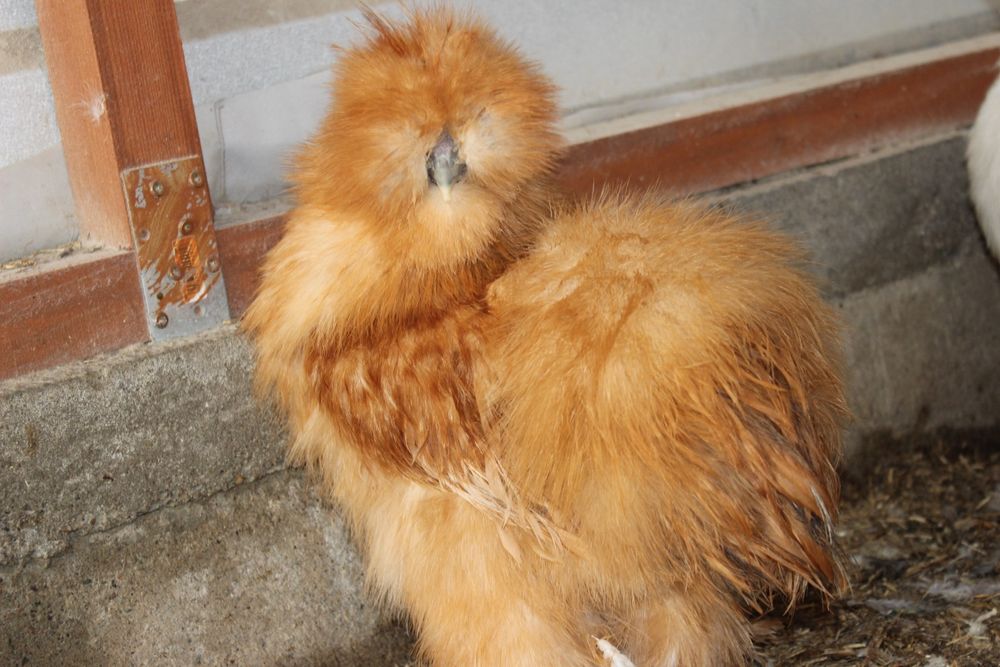 Kogut silka jedwabista USA, kura ozdobna, drób