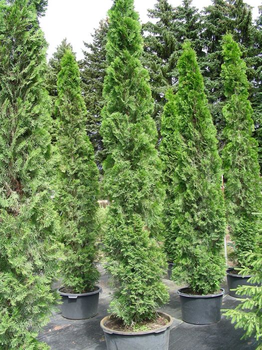 Tuja Szmaragd 300-400 cm w donicach 90l