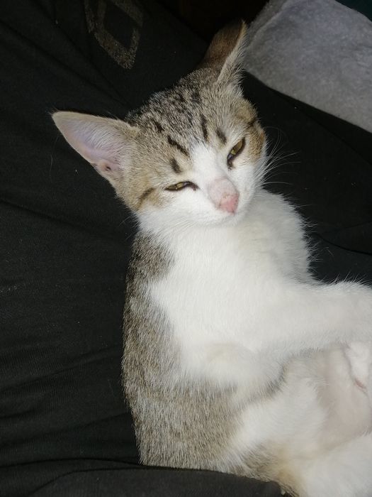 Отдам  в хорошие руки милашку, котёнка