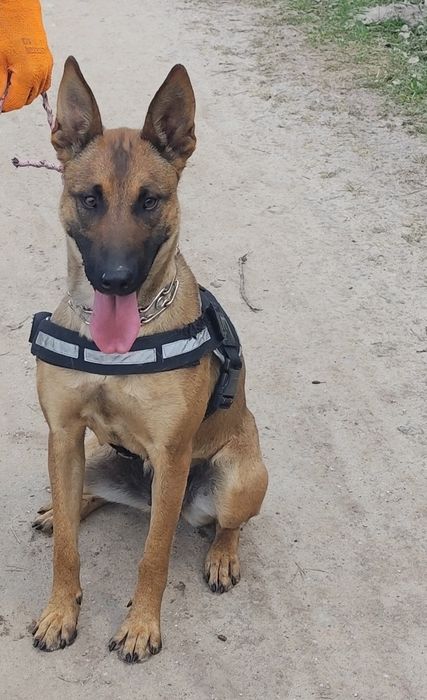 Szczenię Owczarek Belgijski Malinois