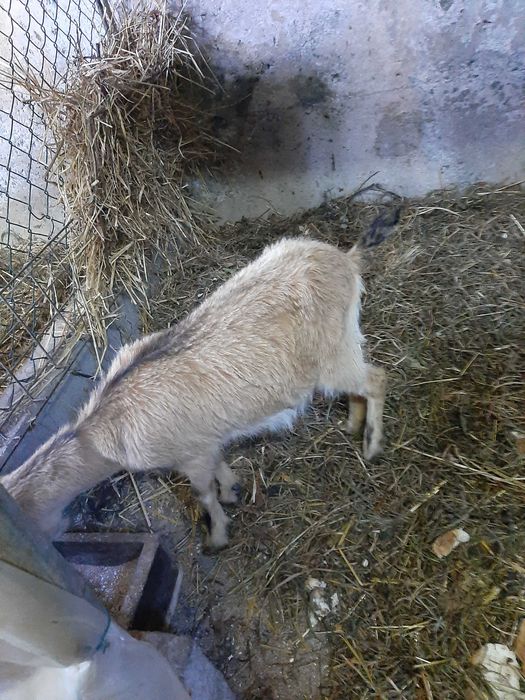 Cabras anas vendo!!!