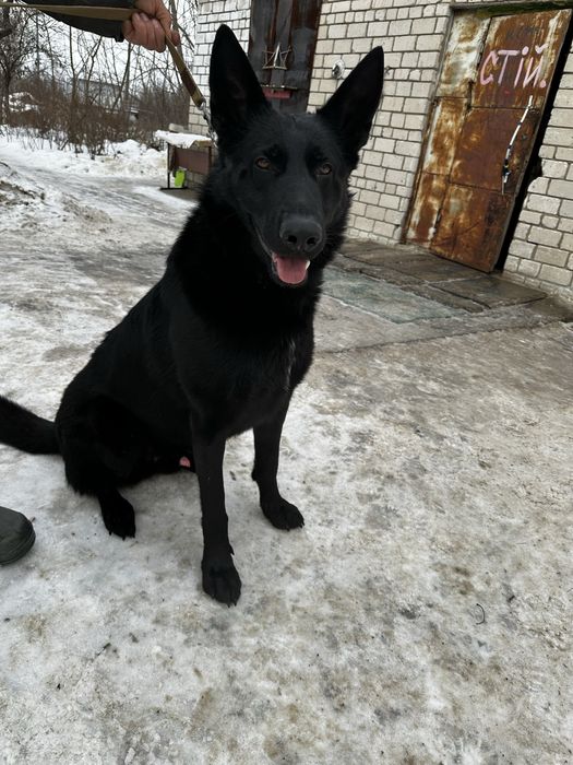 Німецька вівчарка