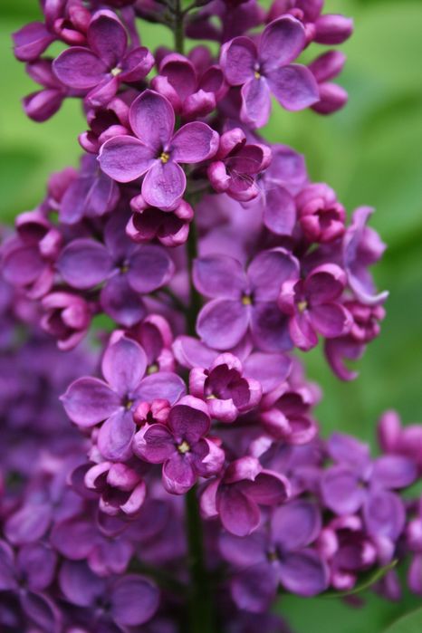 Продам кущики бузку