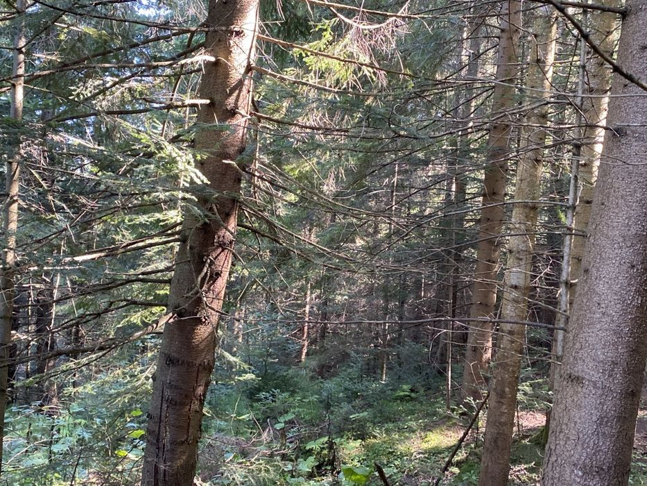 Ділянка в лісі, під будівництво. Вся в деревах