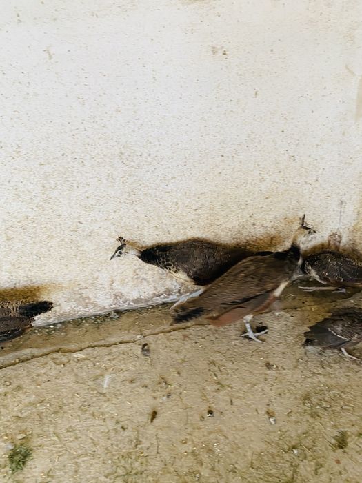 Pavoes bebes de varias racas