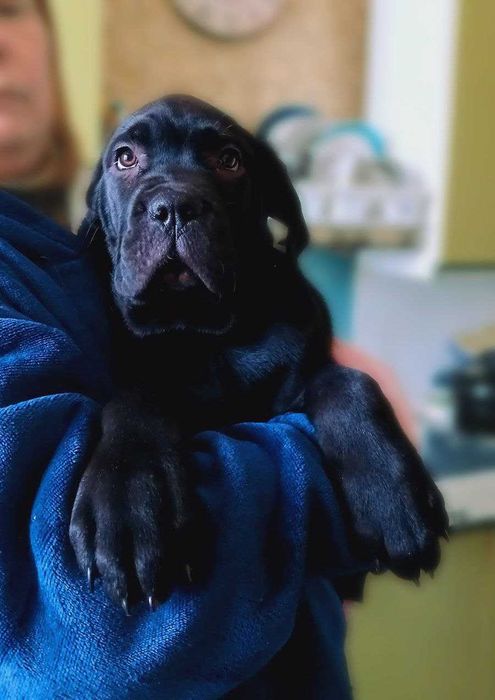 Цуценята кане корсо