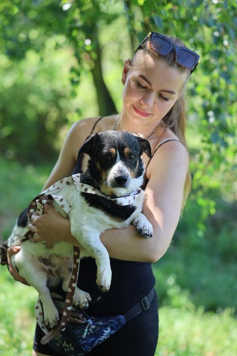 Do adopcji pieski