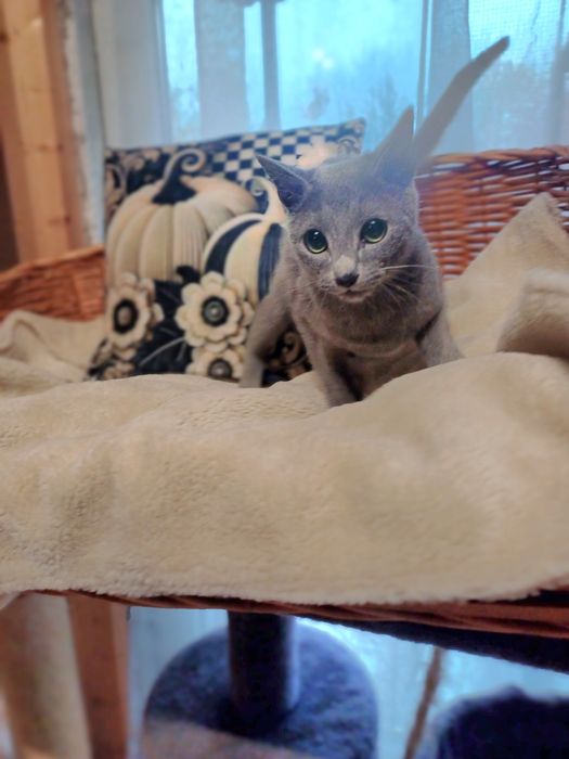 Kot Rosyjski niebieski-z prawami o hodowli