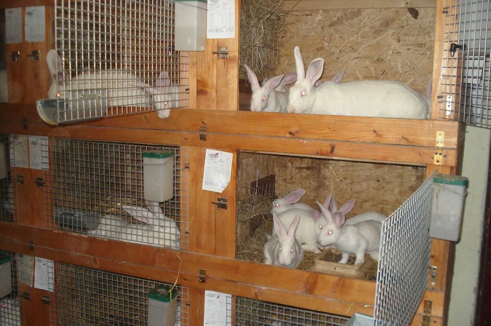 Króliki Termondzkie Białe z rodowodami