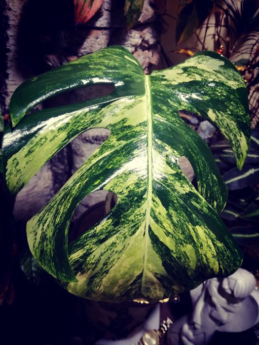 Monstera Marmorata Yellow Marylin Form Variegata Philodendron DUŻA RZADKOŚĆ!