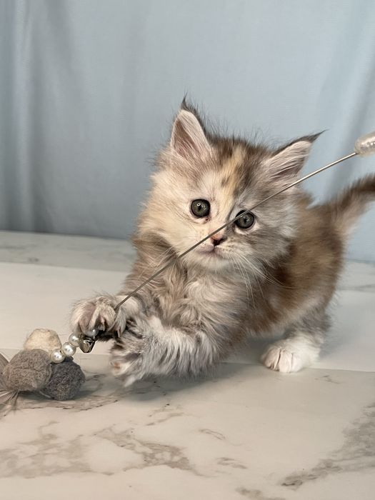 Справжні Мейн-куни з родоводом