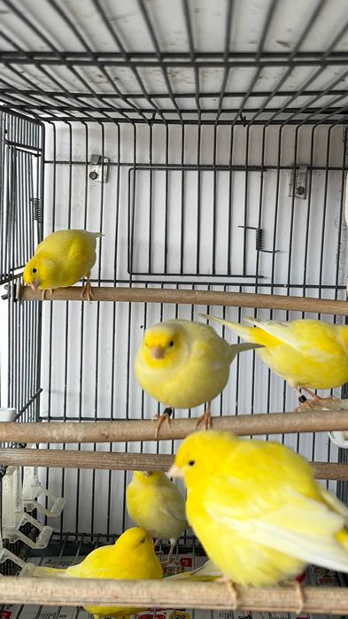 Canários Amarelos Machos e Fêmeas (Intensos e Nevados) - Anilhados