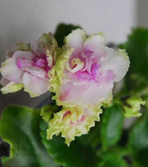 Fiołek afrykański sadzonka