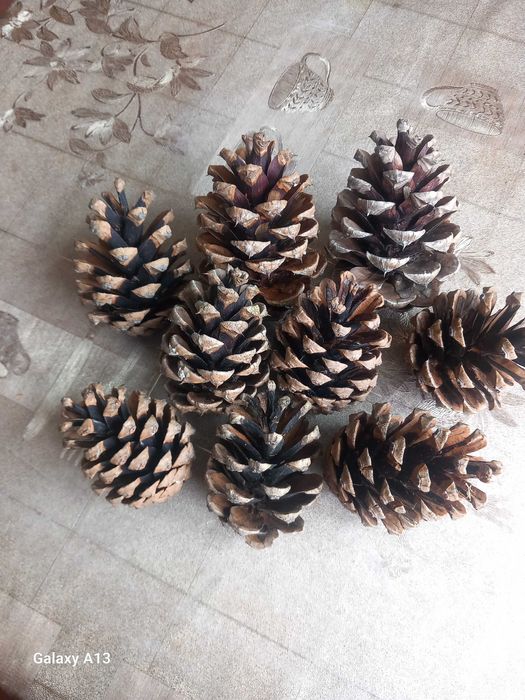 Szyszka sosnowa 10 szt.