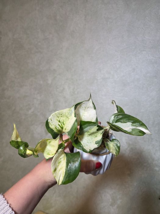 Рослина Epipremnum Happy Leaf у декоративному горщику подарунок