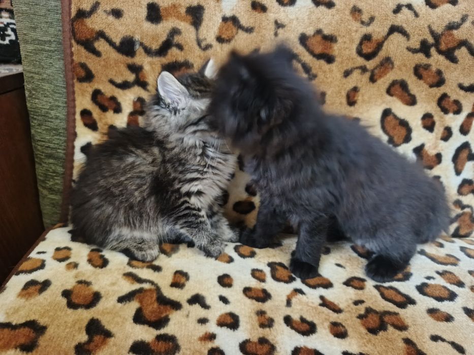 Котята бесплатно