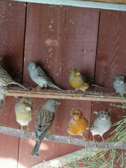 Sprzedam kanarki z woliery zew.