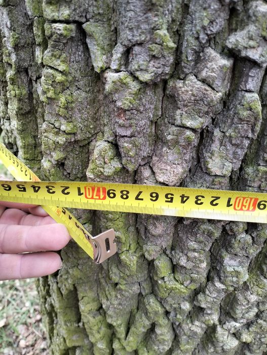 Dąb do ścinki zapraszam