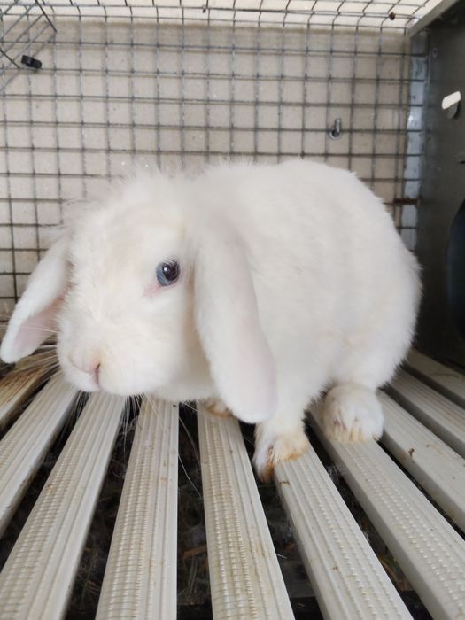 Coelhinhos anões adultos