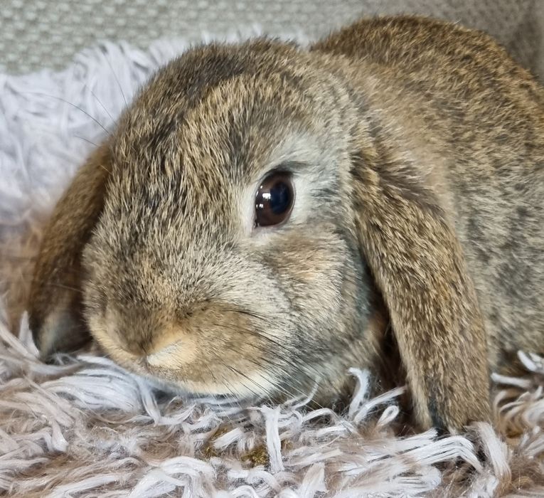 Królik baranek mini lop
