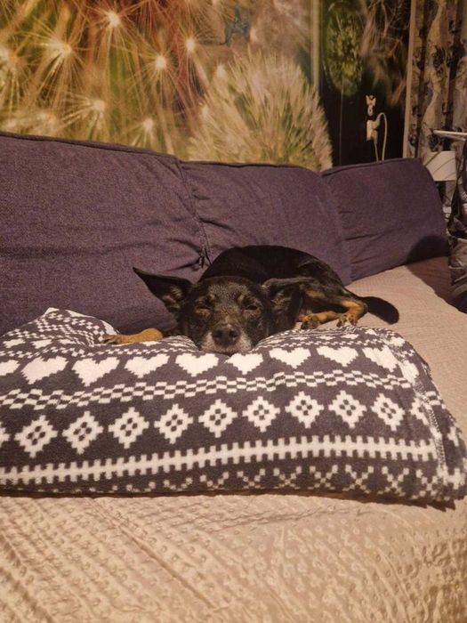 Jumper - psi senior szuka kochającego domu na jesień życia!