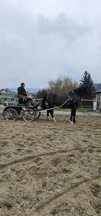 Klacz Śląska Adel