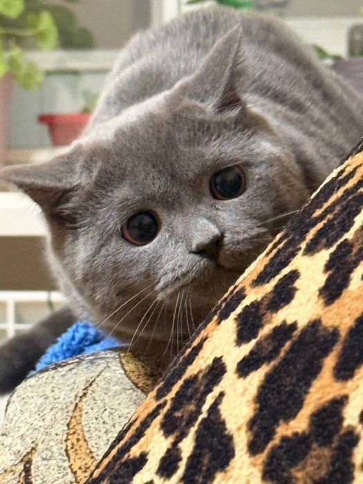 Кішка безкоштовно
