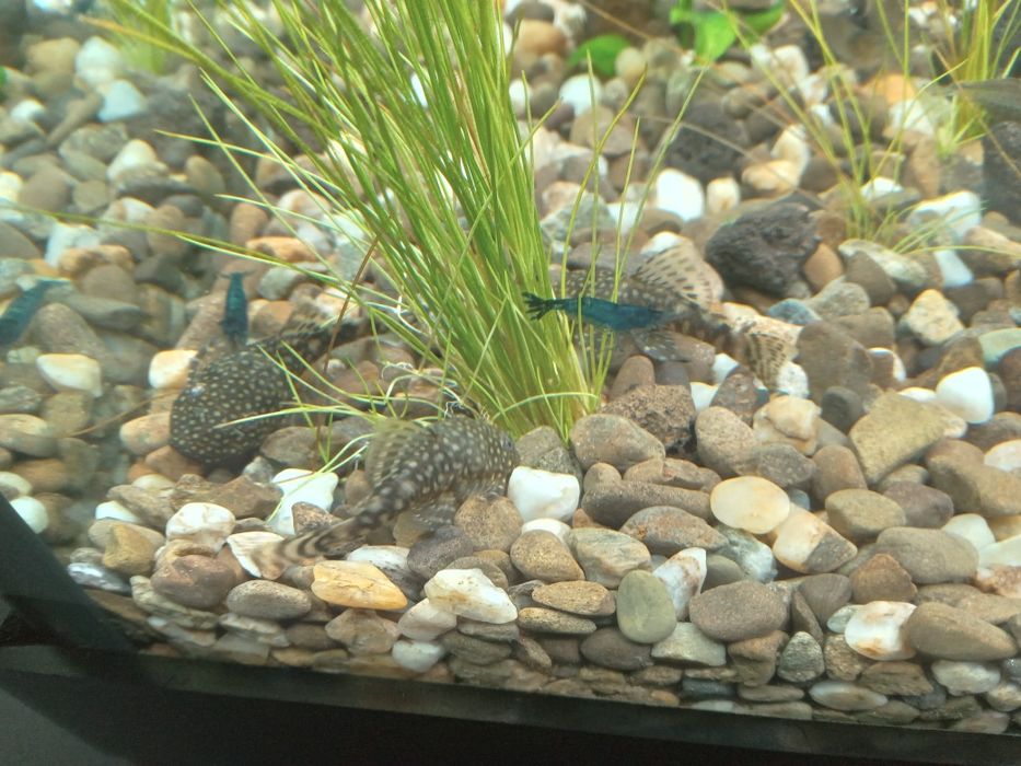 Продам аквариум JUWEL 120л с тумбой, крышкой, светом