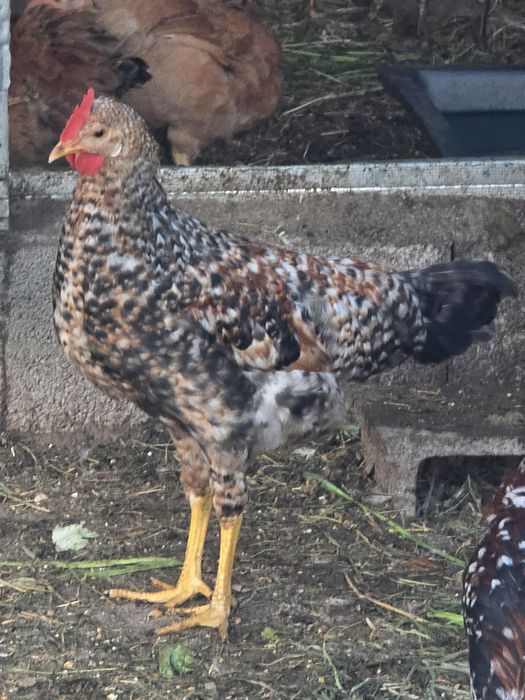 Galos jovens nascidos em inicio de Março