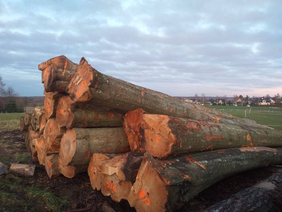 Buk tartaczny dłużyca